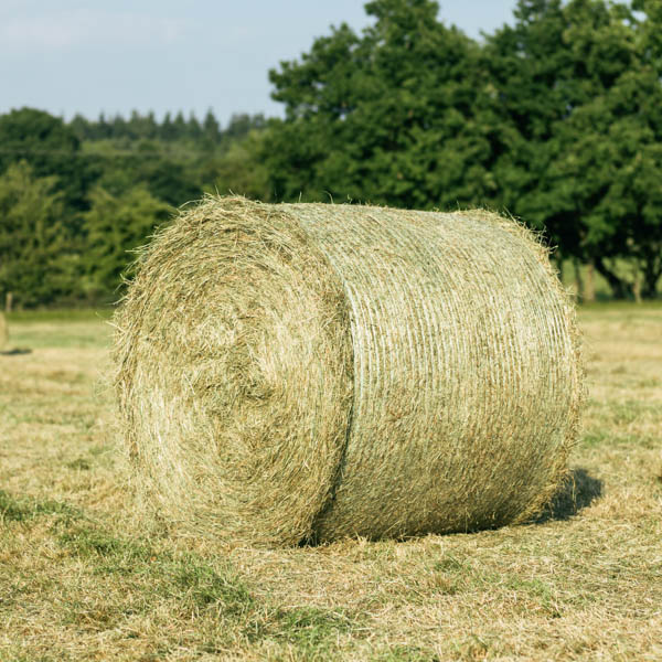 Hay High Quality Permanent Grass Clean 4ft Round Bales Holmbush Farm